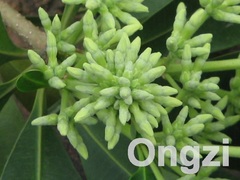 Alstonia angustiloba