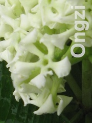 Alstonia angustiloba