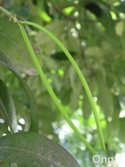 Alstonia angustiloba