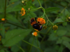 Phytomia zonata