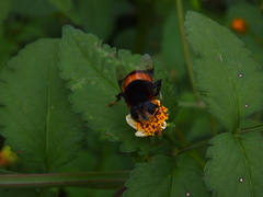 Phytomia zonata