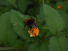 Phytomia zonata