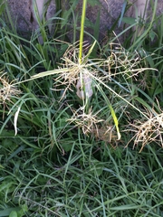 Cyperus distans
