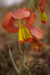 Gladiolus speciosus