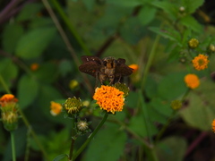 Hesperiinae