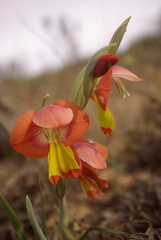Gladiolus speciosus