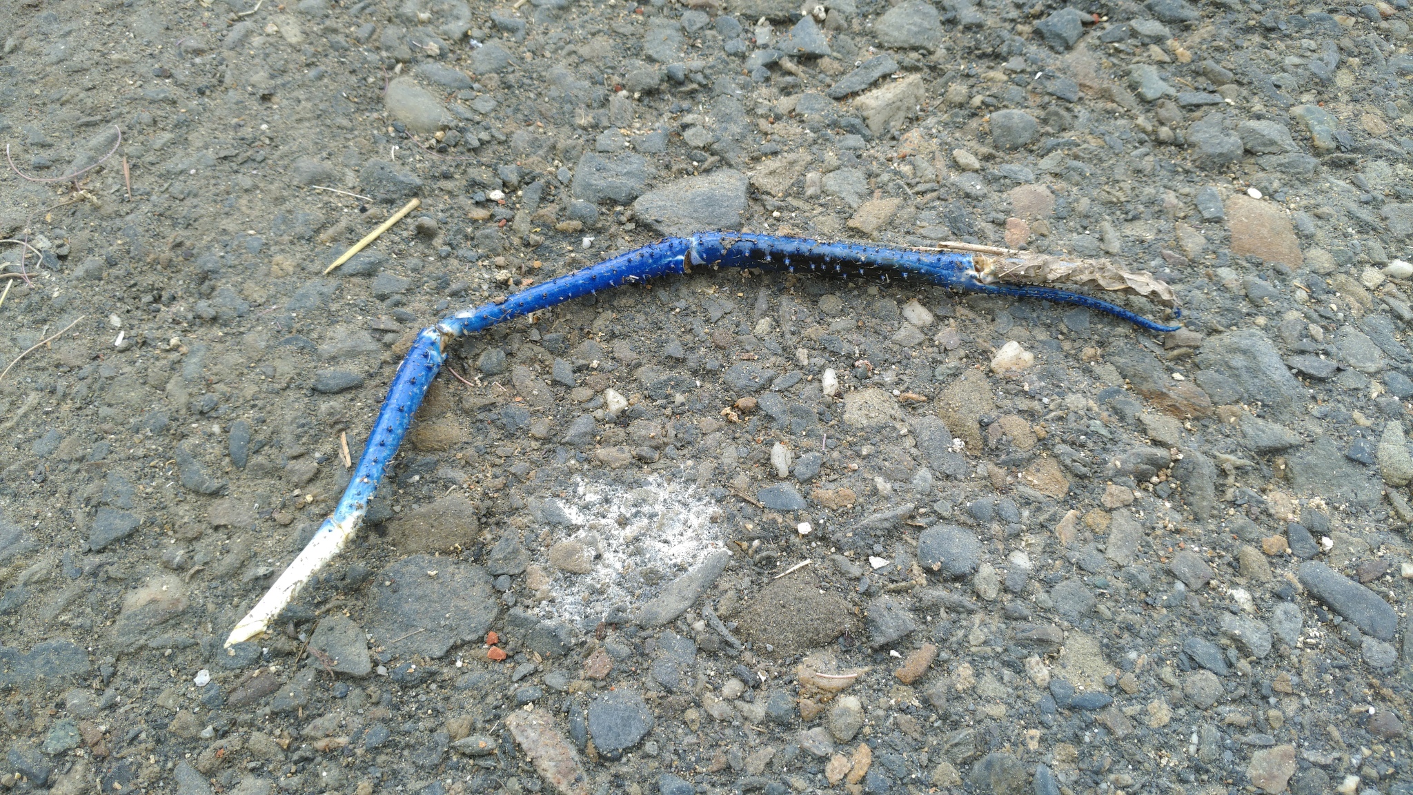 Macrobrachium rosenbergii (De Man, 1879)