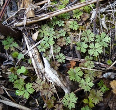 Hydrocotyle dissecta