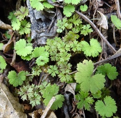 Hydrocotyle dissecta