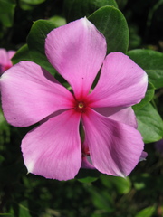 Catharanthus roseus