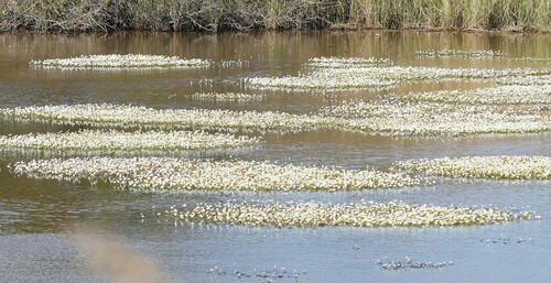 Brackish Water-crowfoot