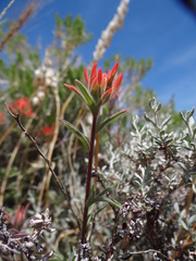 Castilleja chromosa