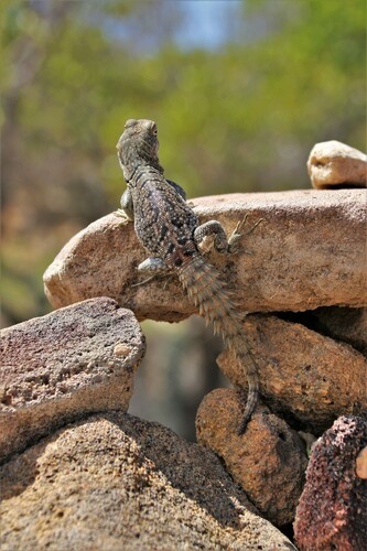 Merrem's Madagascar Swift