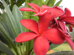 Plumeria rubra