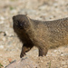 Egyptian Mongoose - Photo (c) מינוזיג, some rights reserved (CC BY-SA)
