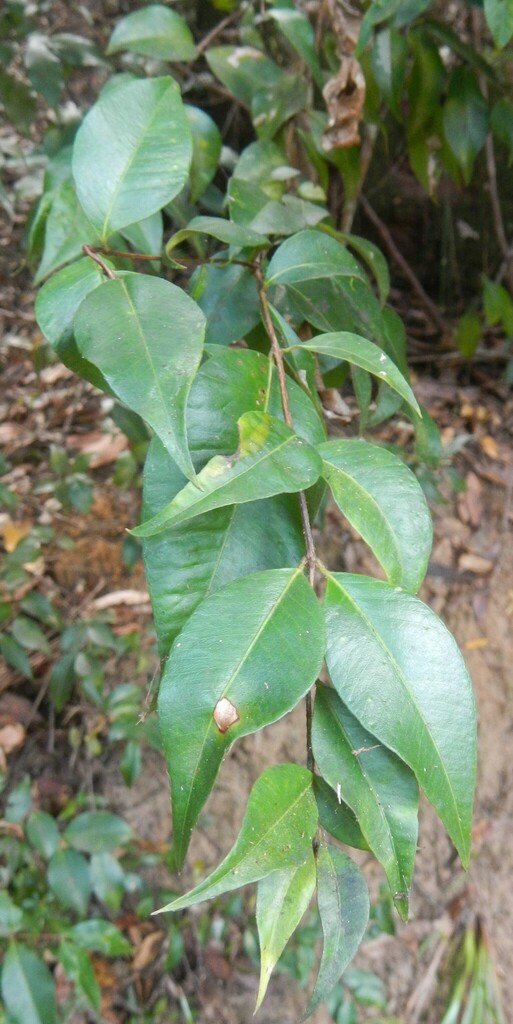 Grey Myrtle from Peachester QLD 4519, Australia on April 15, 2023 at 02 ...