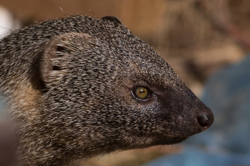Egyptian Mongoose