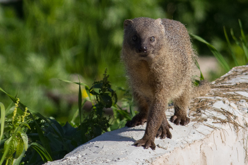 Egyptian Mongoose