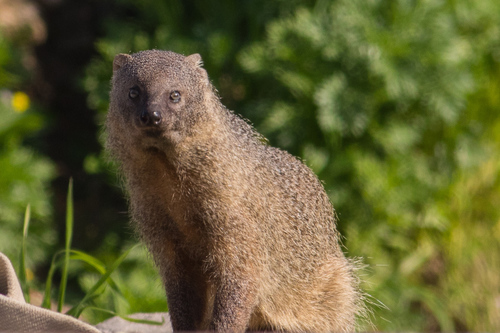 Egyptian Mongoose