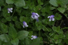 Lindernia rotundifolia