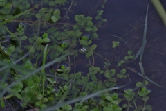 Lindernia rotundifolia