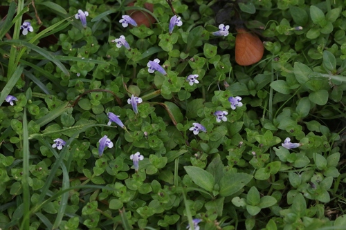 Lindernia rotundifolia