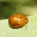 Dicranosterna semipunctata - Photo (c) Reiner Richter, some rights reserved (CC BY-NC-SA), uploaded by Reiner Richter