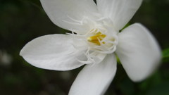 Wrightia antidysenterica