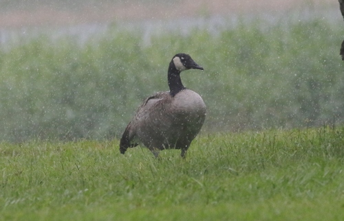 Branta canadensis observed 2018-09-15