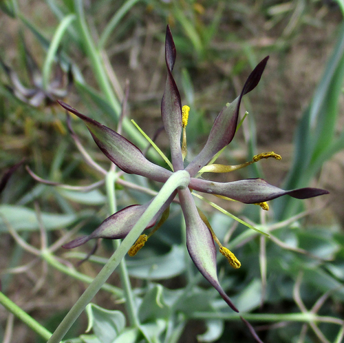 Ornithoglossum vulgare image