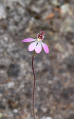 Caladenia bartlettii