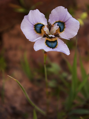 Moraea villosa