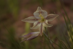 Gladiolus hyalinus