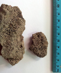 Opegrapha diaphoriza