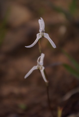 Disa biflora
