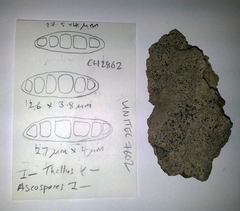Opegrapha diaphoriza