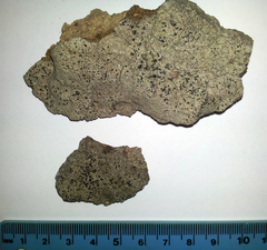 Opegrapha diaphoriza