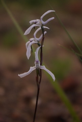 Disa biflora