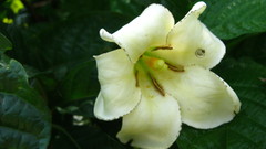Euclinia longiflora