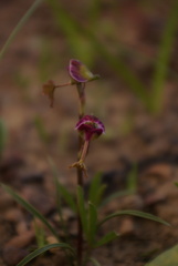 Disa spathulata spathulata