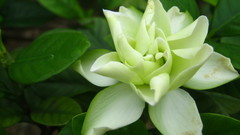 Gardenia jasminoides