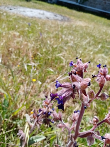 Anchusa undulata (Anchusa undulata)