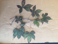Parthenocissus quinquefolia