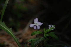 Viola arborescens