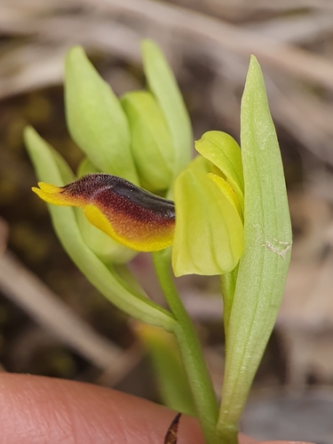Image of Ophrys murbeckii by (c) Mehdi Chetibi, some rights reserved (CC BY)