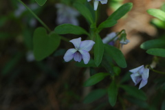 Viola arborescens