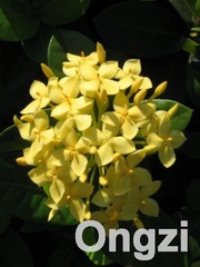 Ixora javanica