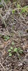 Pterostylis puberula