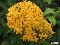 Ixora javanica
