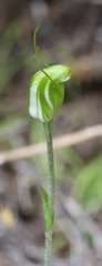 Pterostylis puberula